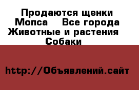 Продаются щенки Мопса. - Все города Животные и растения » Собаки   